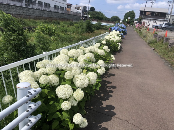 ウォーキング - コピー