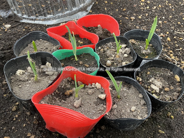 SORAの菜園 - コピー